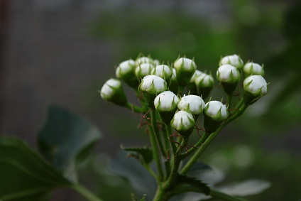 山楂花 摄影 见悟