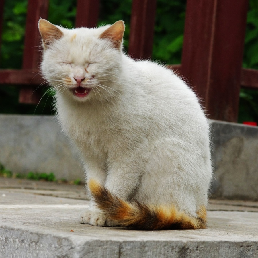 潭柘寺知客花猫 摄影 赵狐狸