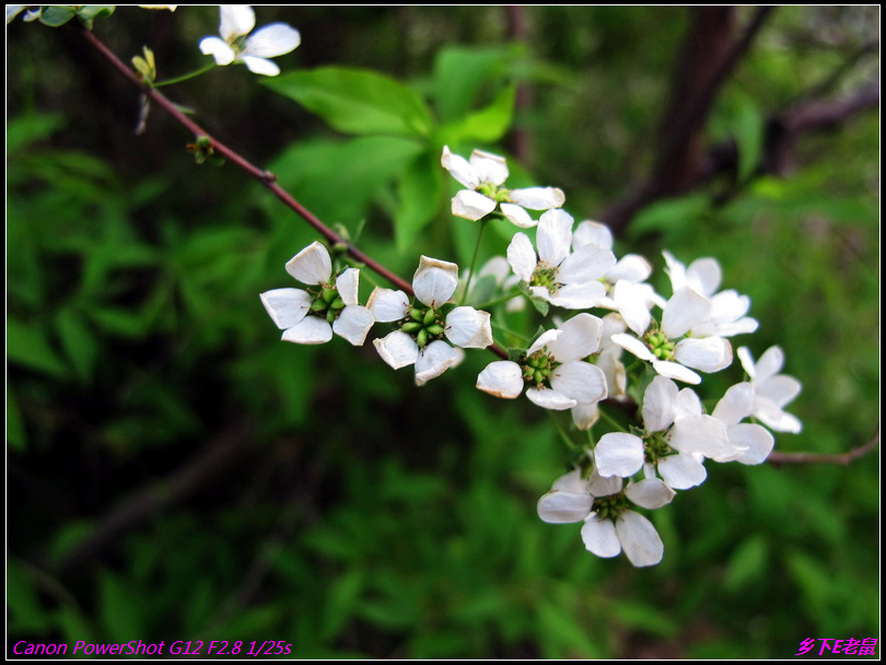 珍珠花 摄影 wxwonlines