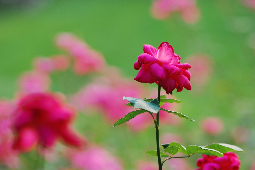 月季花 摄影 阳光灿烂中