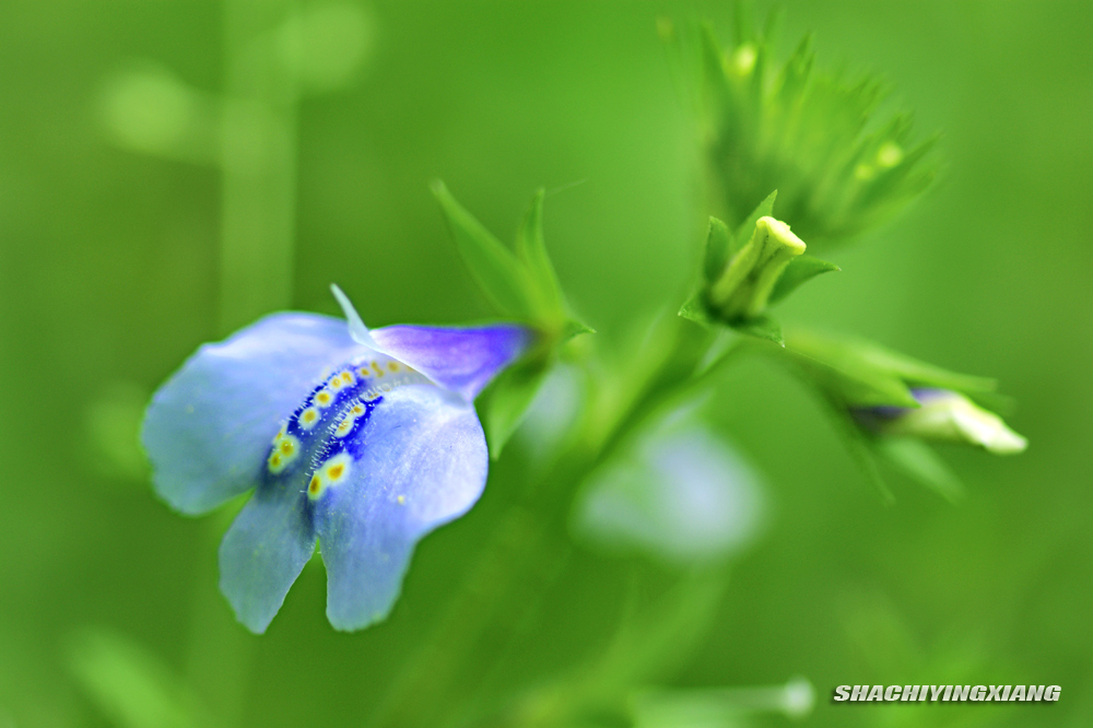 山花 摄影 沙弛