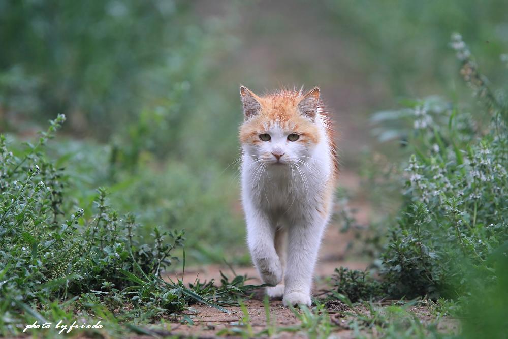 小雨中漫步的猫咪 摄影 frieda8866