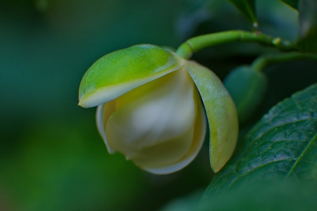 夜合花(2)(点击看大图) 摄影 侗家山妹