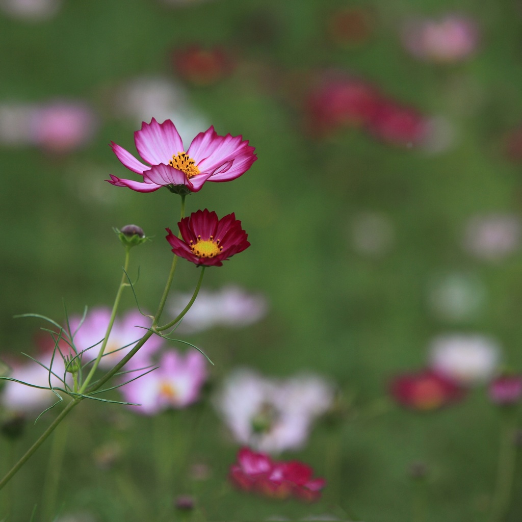 花世界 2012（056） 摄影 满世界