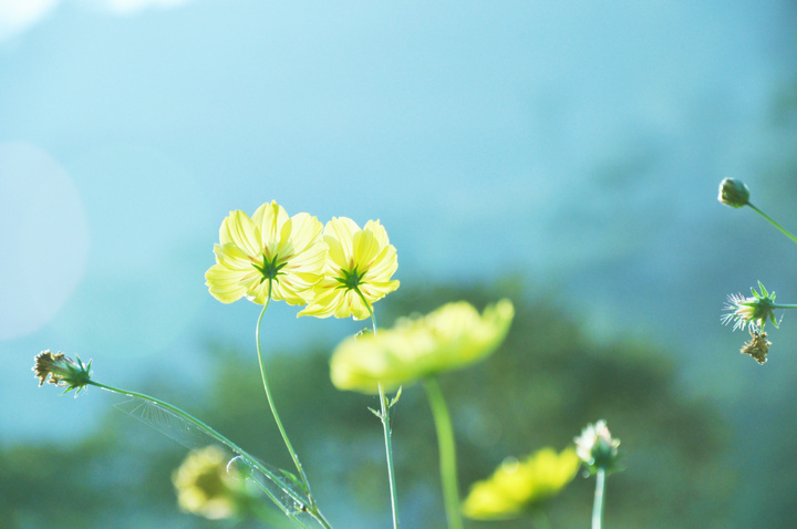 花 摄影 夹子树