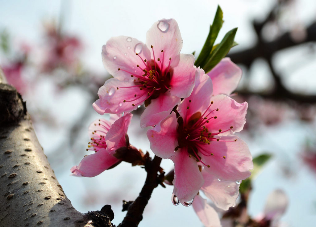 桃花仙子沐浴图 摄影 秋之歌