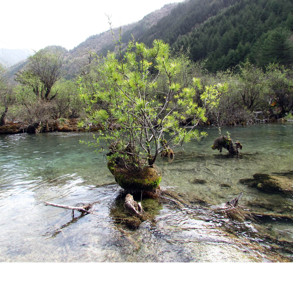 水中盆景 摄影 石在自在