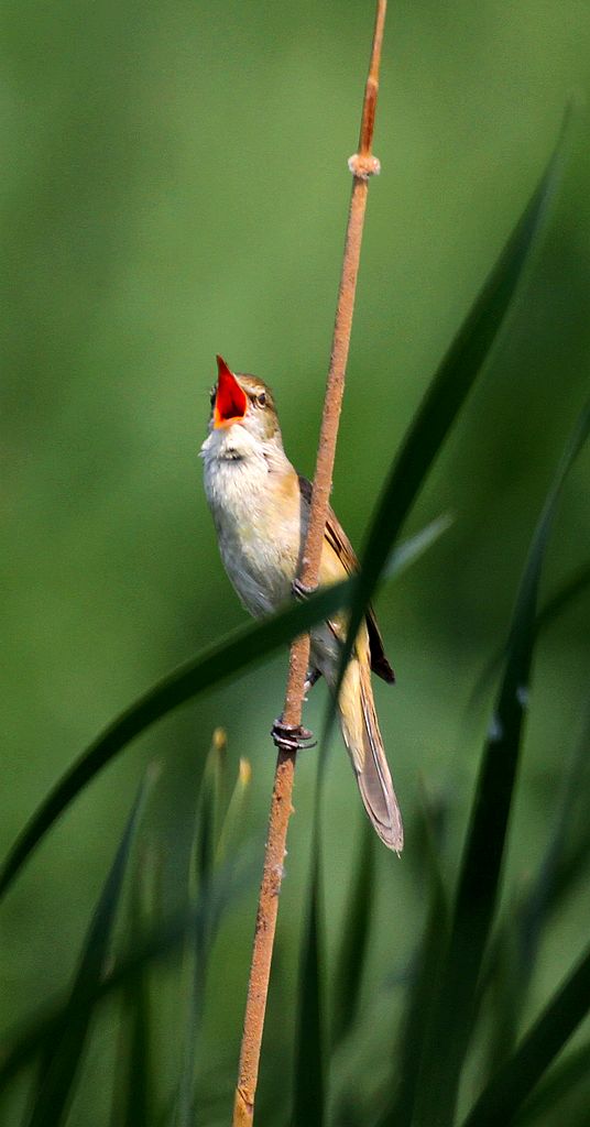 苇莺 摄影 chenlong1105