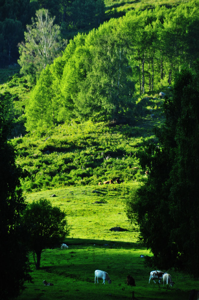 禾木小景 摄影 来地球旅游