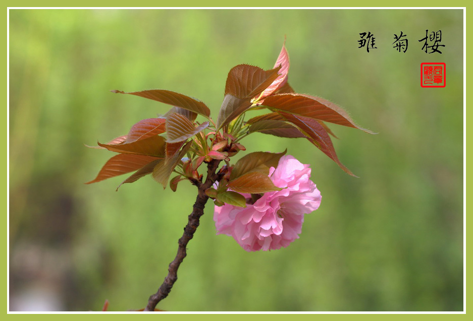 雏菊樱 摄影 gujunyi803