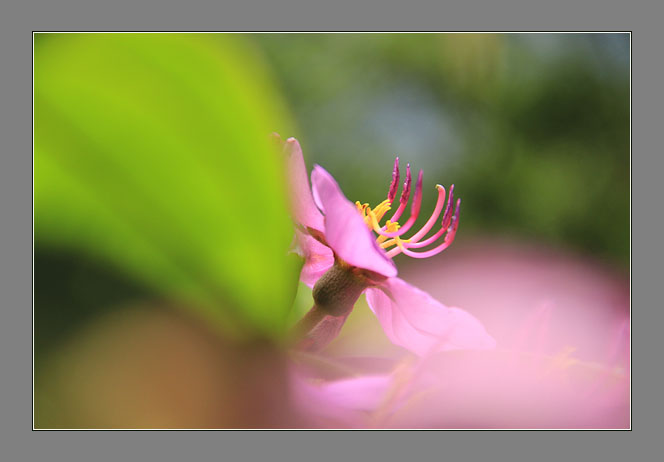 野牡丹 摄影 青花鱼