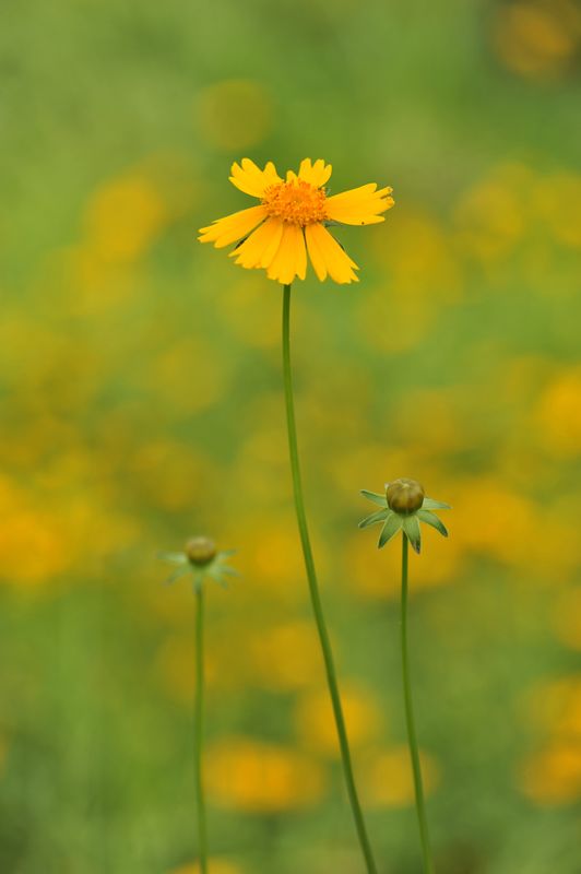 小黄菊花 摄影 博说之