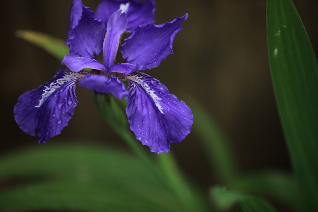 翩翩似起舞-雨后的鸢尾花 摄影 紫笛悠扬