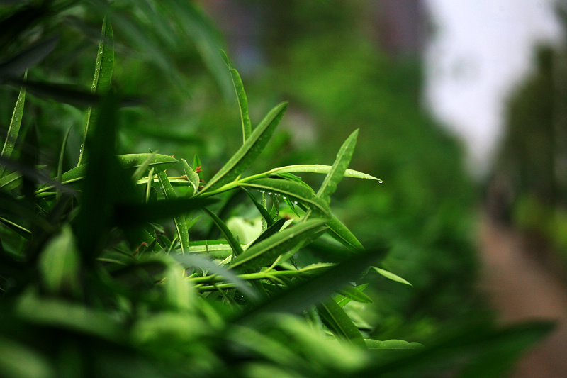 随雨 摄影 东-南飞