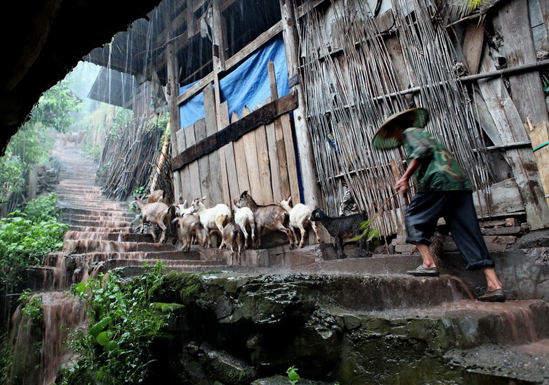 风雨牧归路 摄影 彭湖湾