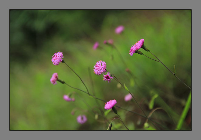 小花儿的花季 摄影 青花鱼