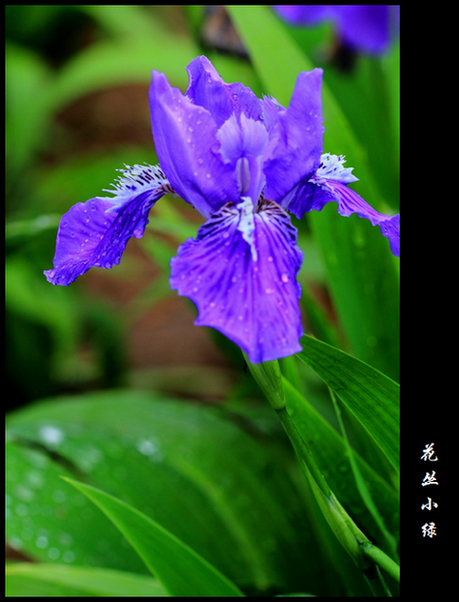 雨后花 摄影 花丛小绿