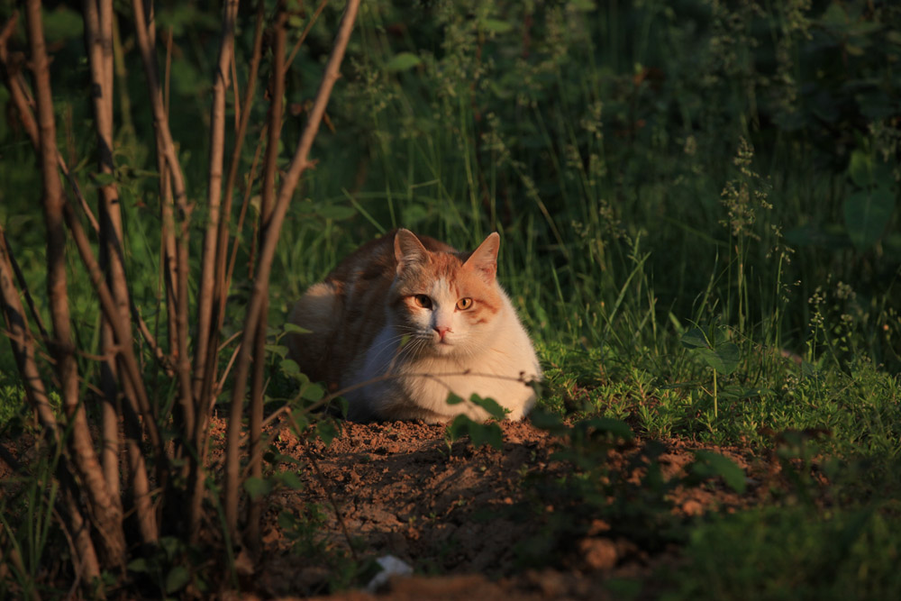 猫咪1 摄影 爱莲DL