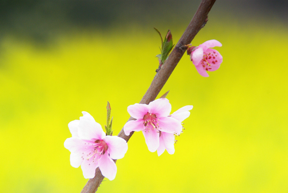 菜花黄桃花艳 摄影 caepid