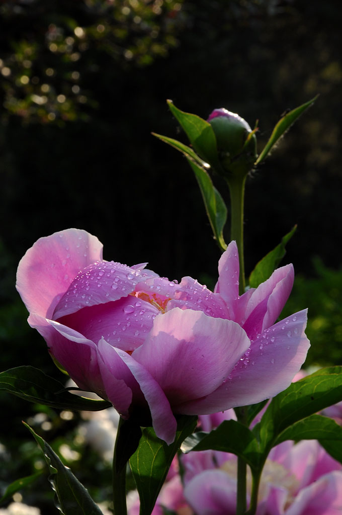 花卉 摄影 mangyangxiao