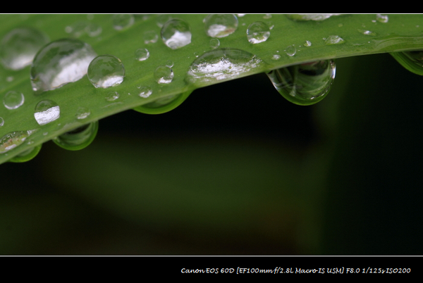 雨后 摄影 花丛小绿