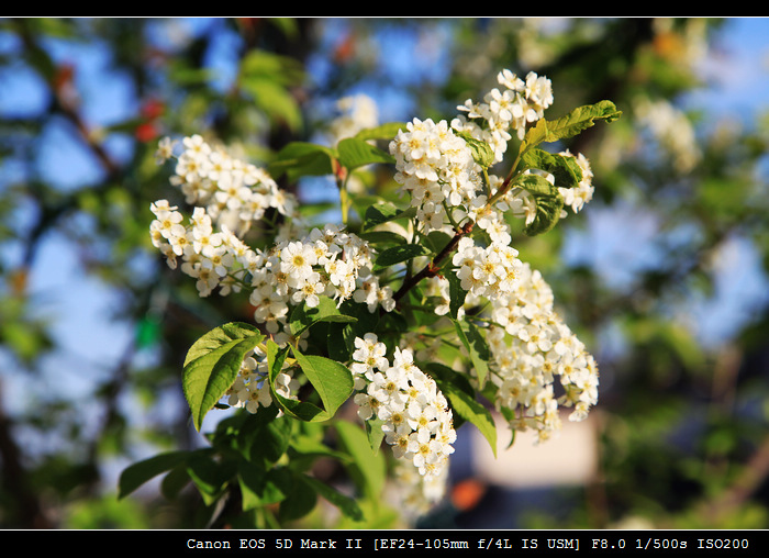 丁香花 摄影 卡城牛仔