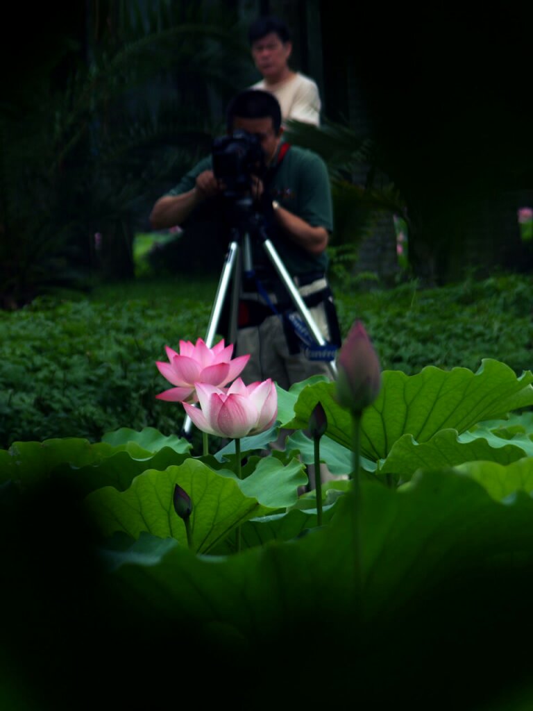 深圳洪湖公园的荷花 摄影 空气