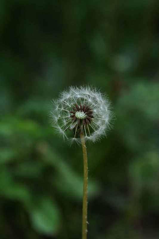 蒲公英 摄影 非我非我