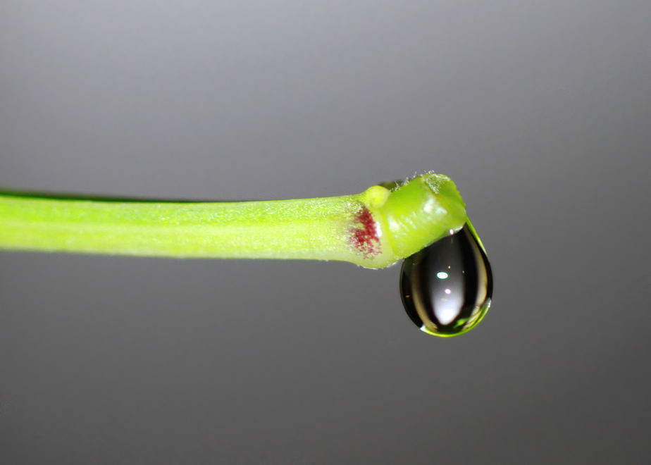 天然露水 摄影 广东梁少