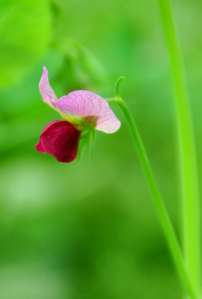 豌豆花 摄影 caepid