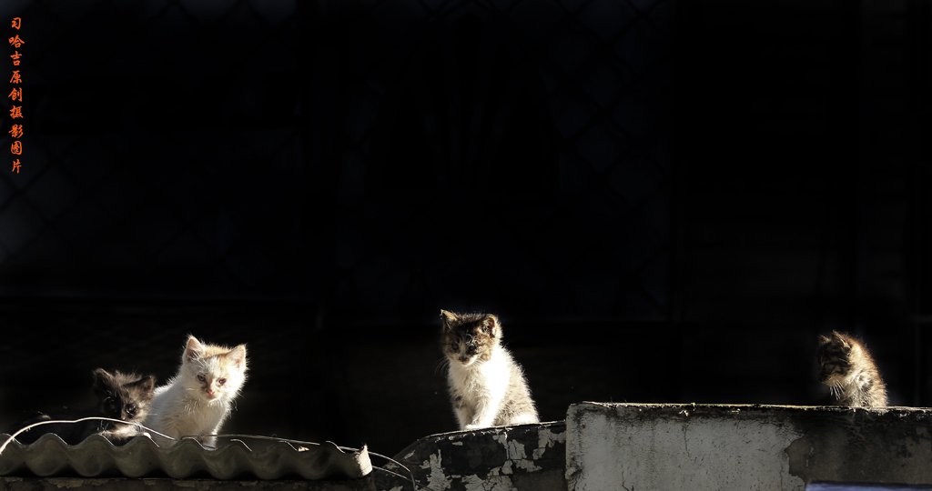 屋顶上的猫 摄影 习哈吉