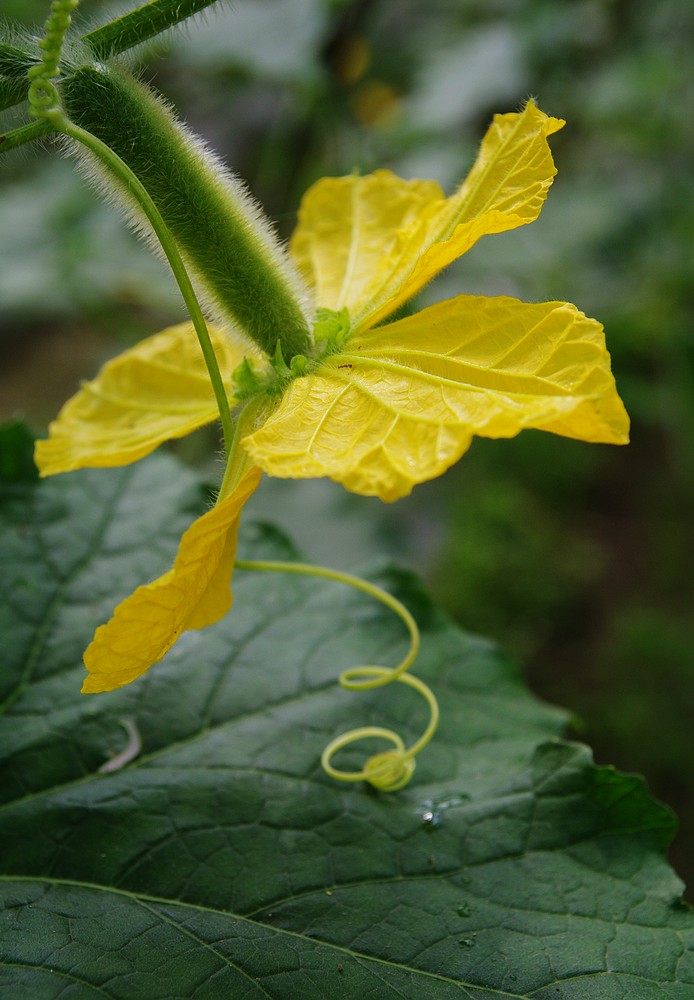 冬瓜花 摄影 品感