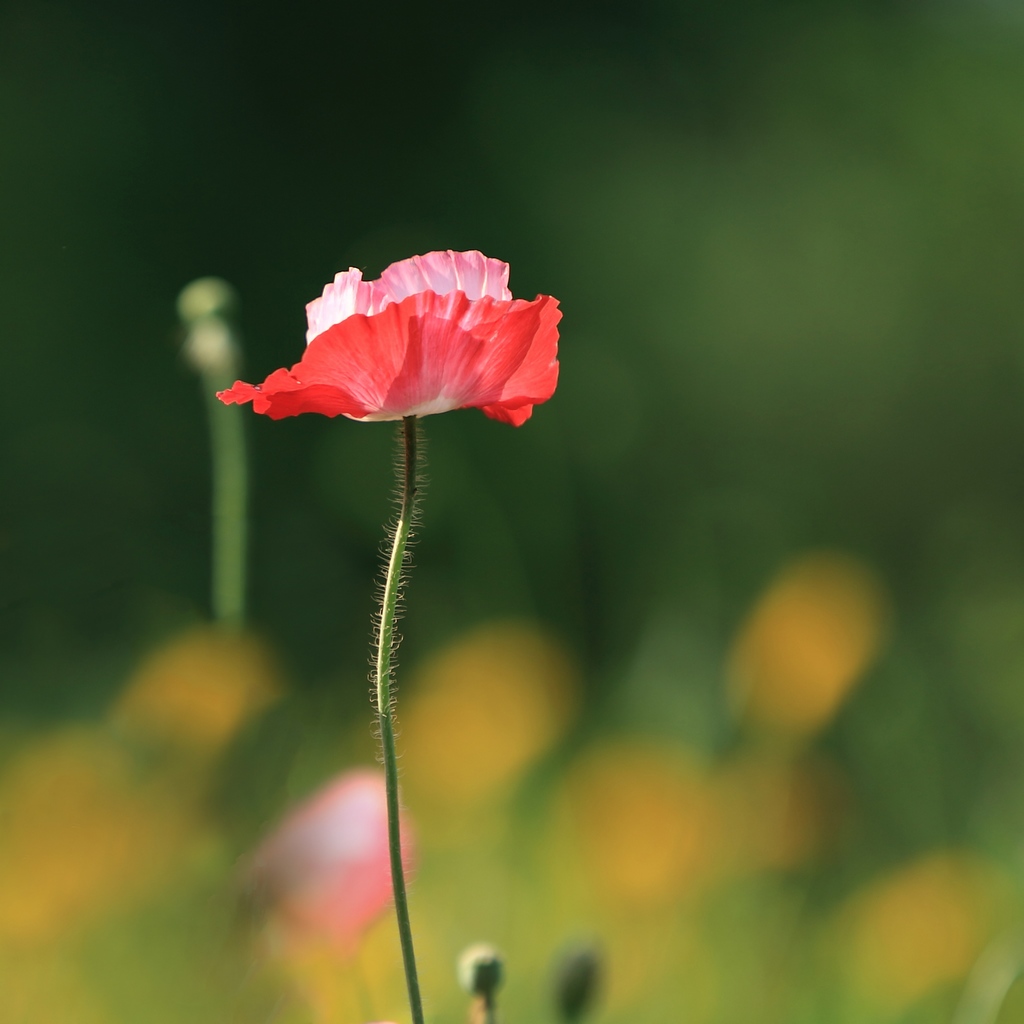 花世界 2012（063） 摄影 满世界