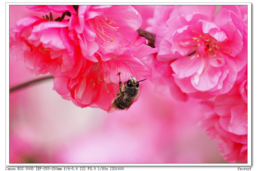 蜂与小花 摄影 facezyf