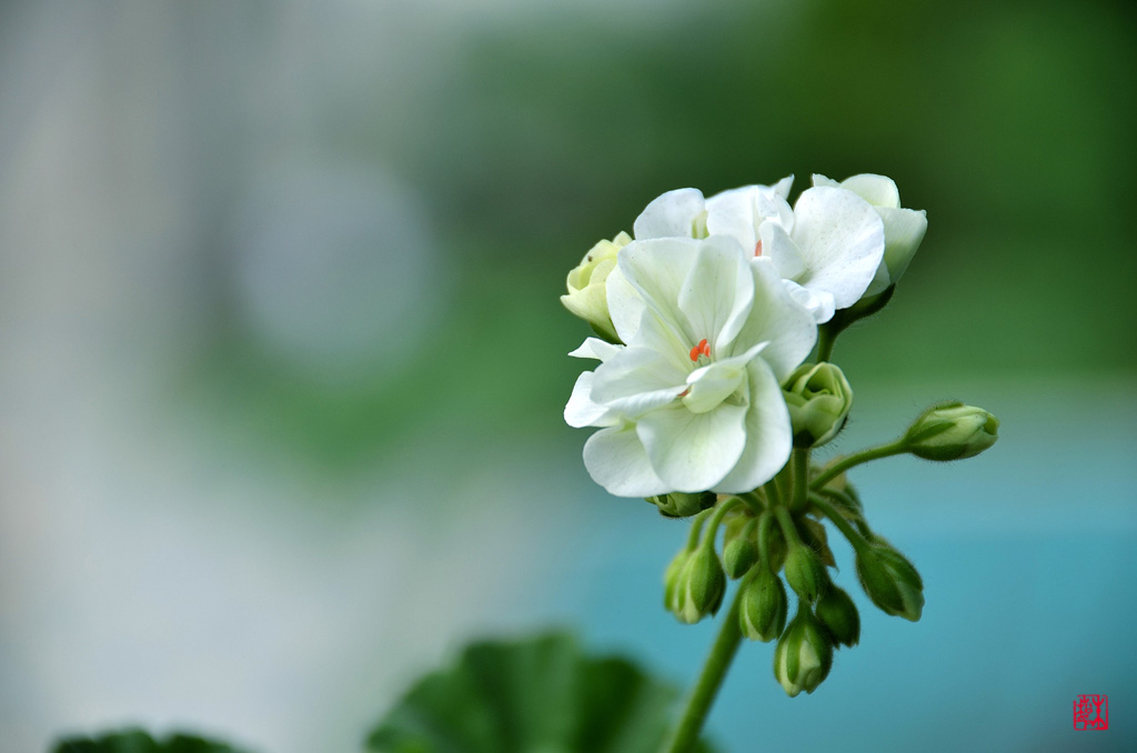 我的小花花a 摄影 彩色鼠标