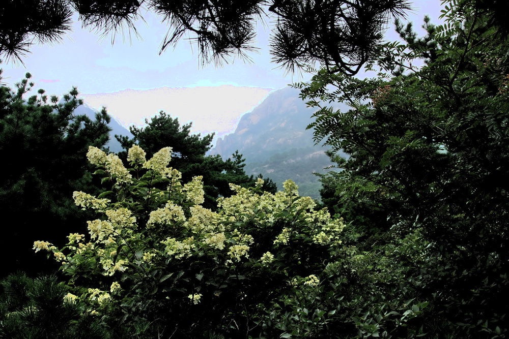 点缀大山的花 摄影 沧海一粟548