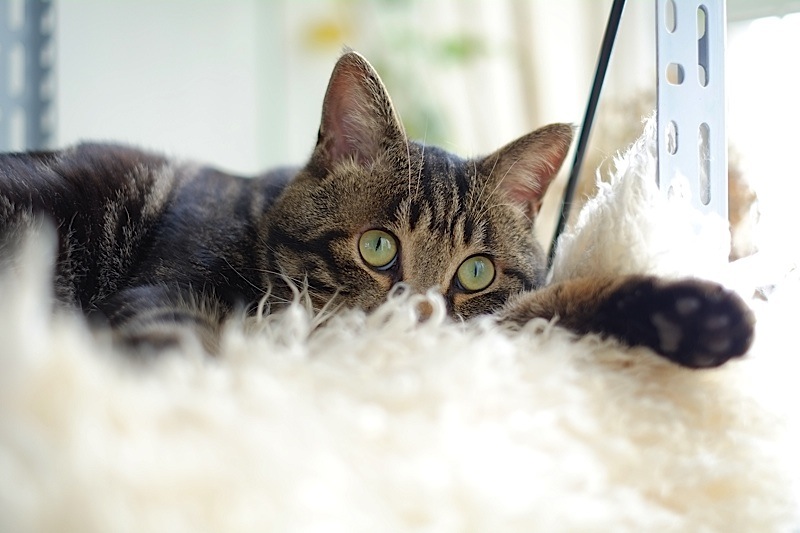 猫 摄影 人肉丁