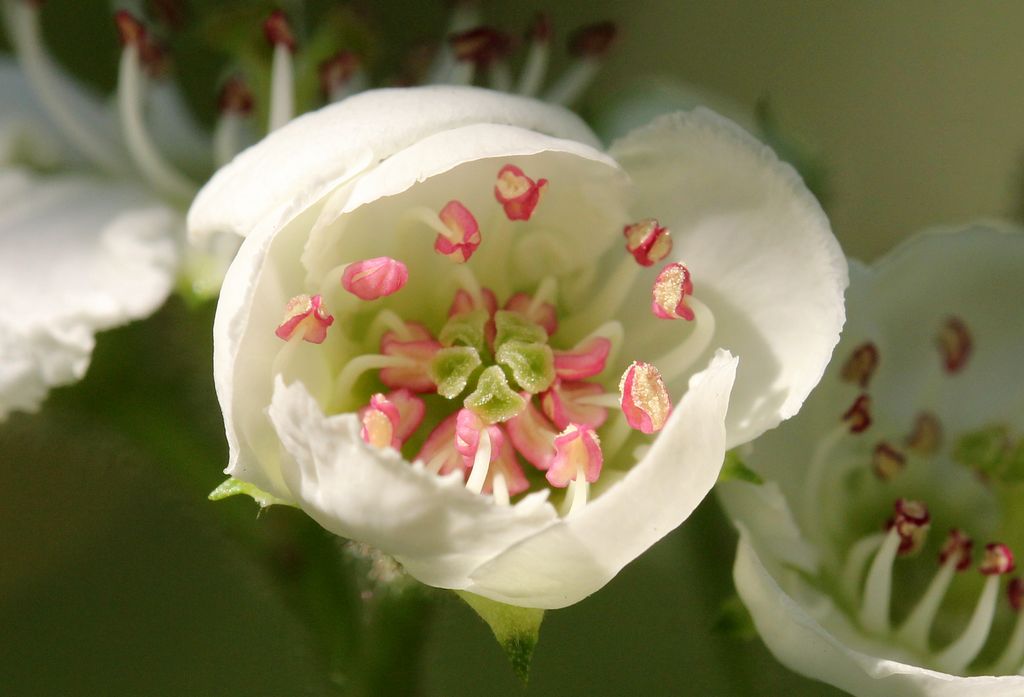 山楂花蕾 摄影 关东火眼