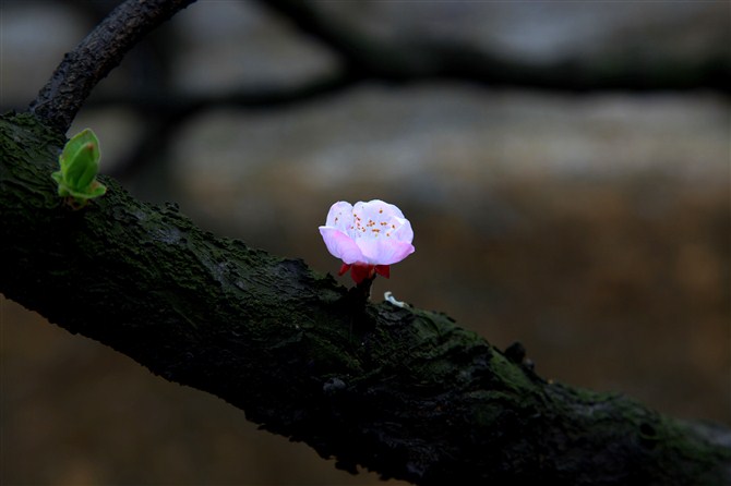 花儿开在最艳时22 摄影 定海神针