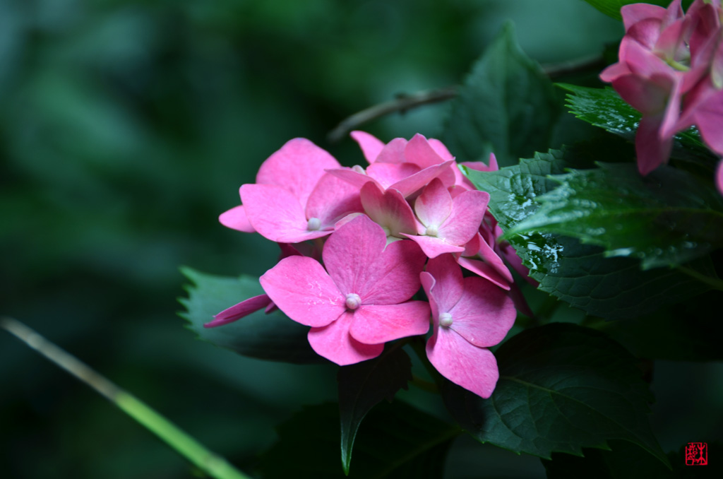 《花之语》a 摄影 彩色鼠标