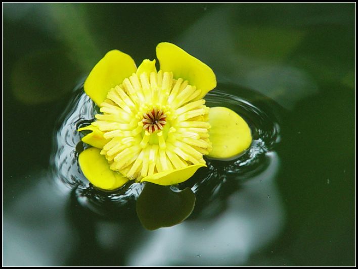 花 摄影 红棉