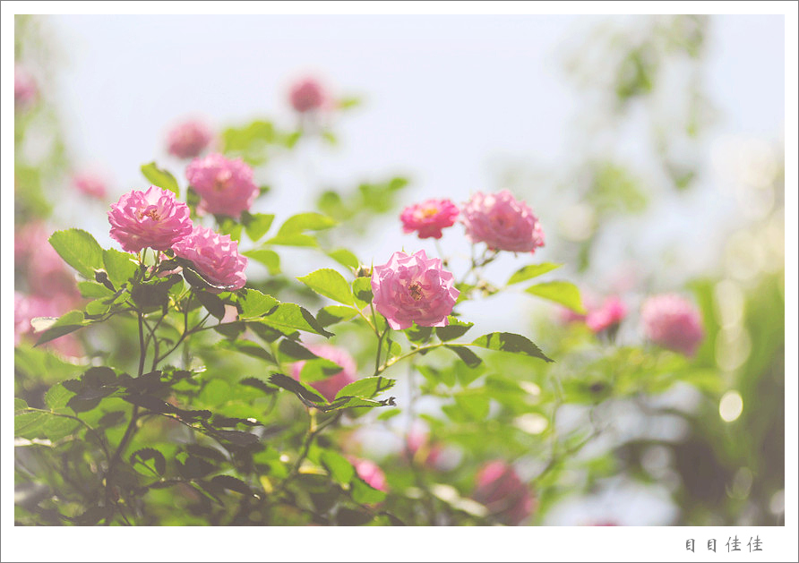 芬芳常伴 摄影 目目佳佳