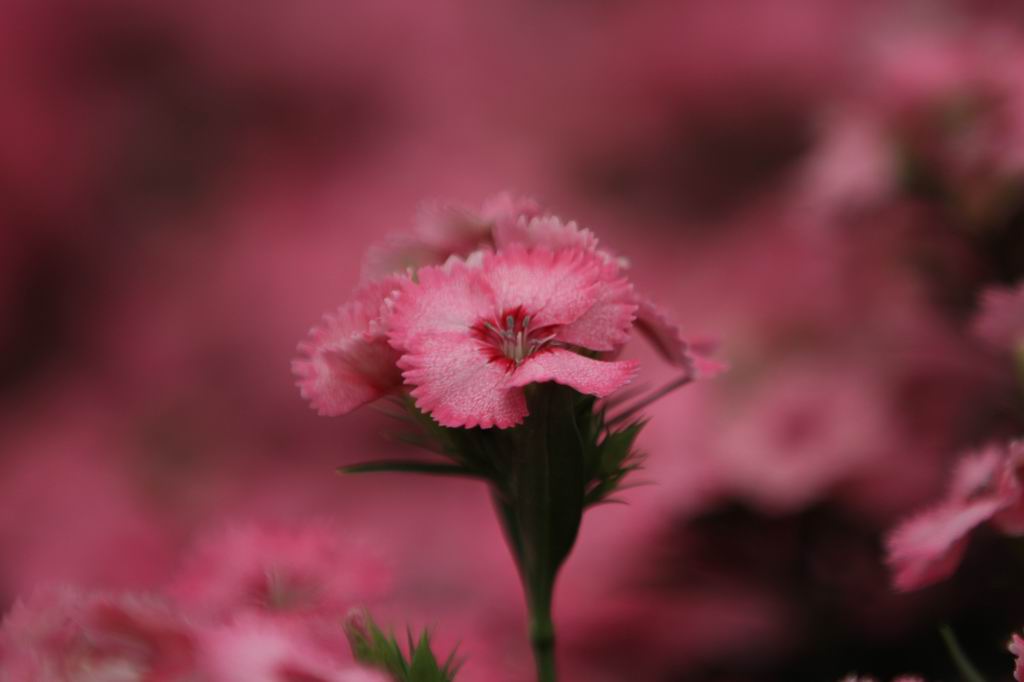 鲜花习作 摄影 旷海山