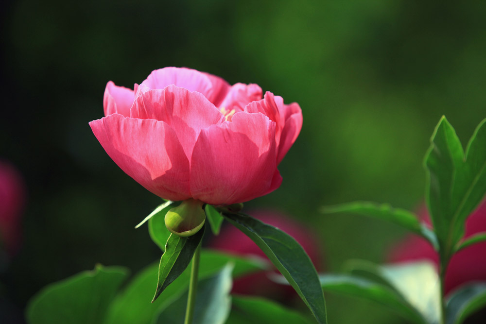 芍药 摄影 爱莲DL