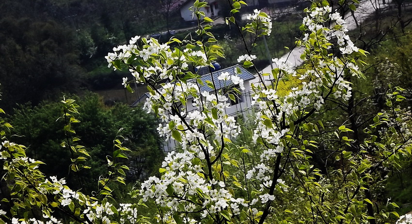 梨花(10) 摄影 爱兰居士