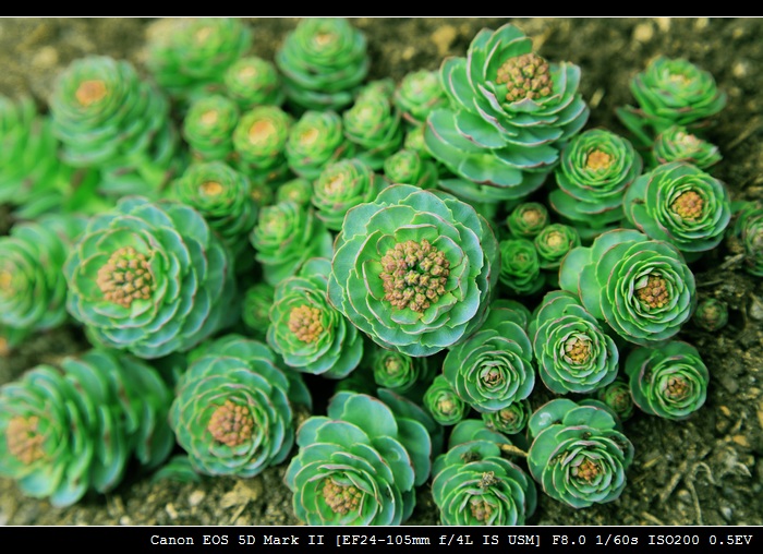 不知名的植物 摄影 卡城牛仔