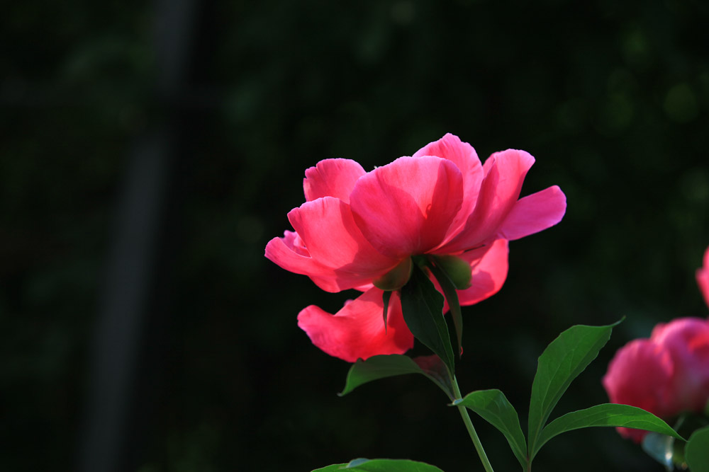 芍药 摄影 爱莲DL