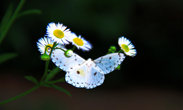 蝶恋花 摄影 追梦2010