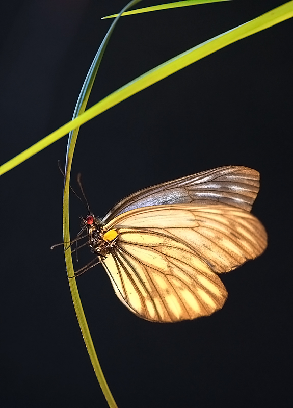 兰草与蝴蝶 摄影 liangdawei