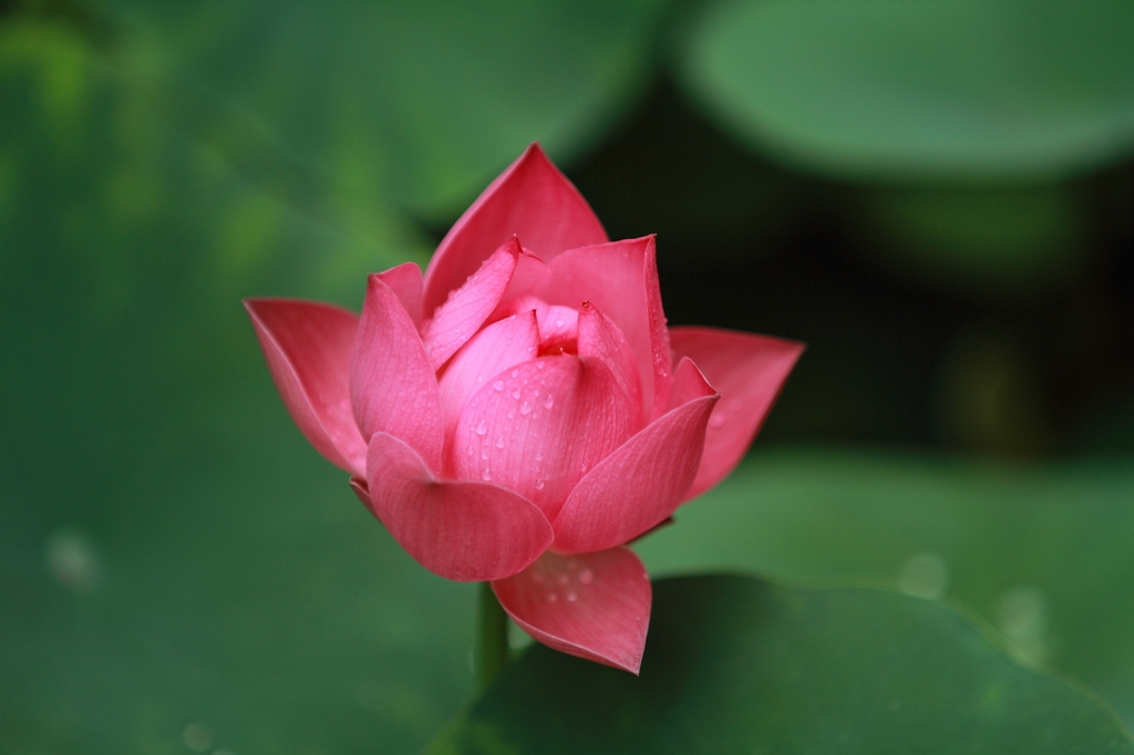 荷花3-红宝石 摄影 老奔儿